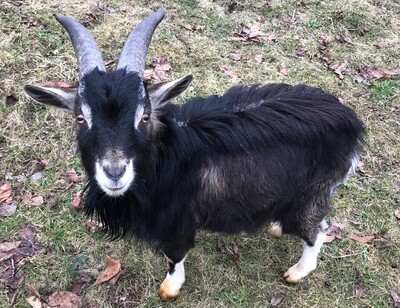 Zwergziegen Jungtier - männlich