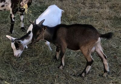 Zwergziegen Jungtier - weiblich