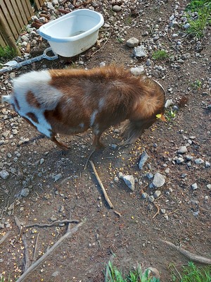 Zwergziegen - männlich