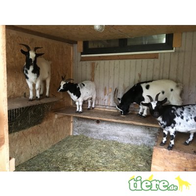 Zwergziegen - weiblich