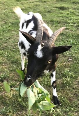 Zwergziegen - weiblich