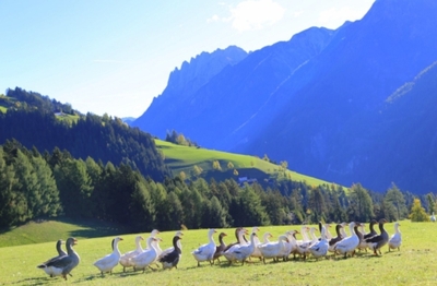 Österreichische Landgans - weiblich