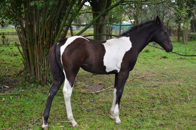 APH, Paint Horse Stutfohlen Pequelette, Paint Horse Fohlen - Stute