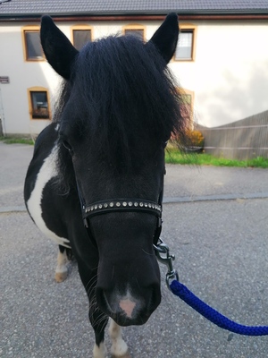 Austrian Pony - Hengst