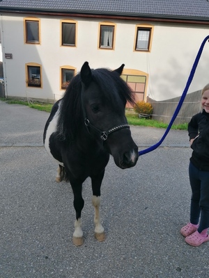 Austrian Pony - Hengst