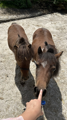 Blaze, American Miniature Horse - Wallach