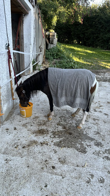 Blaze, American Miniature Horse - Wallach