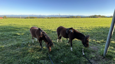 Blaze, American Miniature Horse - Wallach