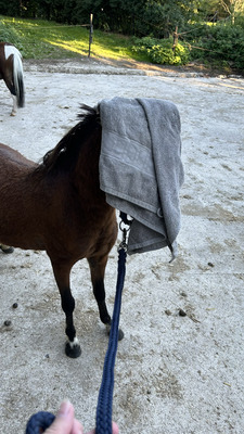Blaze, American Miniature Horse - Wallach