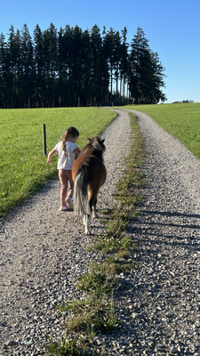 Blaze, American Miniature Horse - Wallach