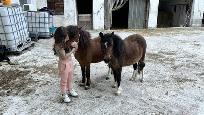 Blaze, American Miniature Horse - Wallach