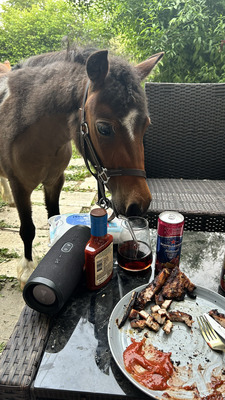 Blaze, American Miniature Horse - Wallach