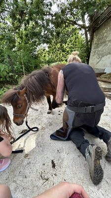 Blaze, American Miniature Horse - Wallach
