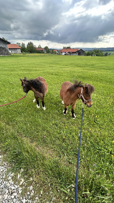 Blaze, American Miniature Horse - Wallach