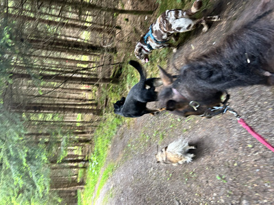 Blaze, American Miniature Horse - Wallach