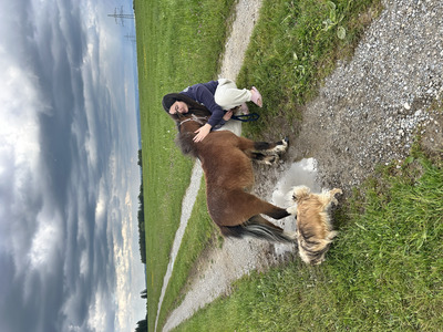 Blaze, American Miniature Horse - Wallach