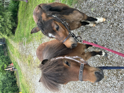 Blaze, American Miniature Horse - Wallach