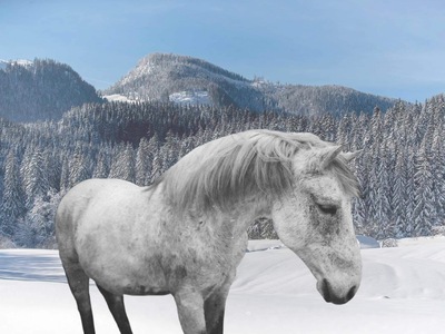 César, Connemara - Wallach