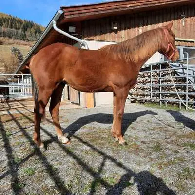 CODY JAC, Quarter Horse - Wallach