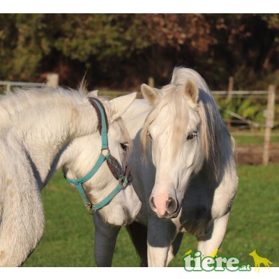 Camargue Pferde zu verkaufen, Camargue Pferd - Stute