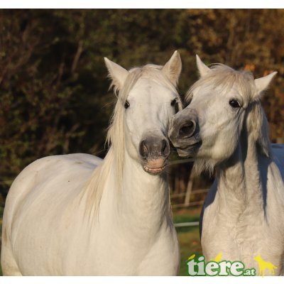 Camargue Pferde zu verkaufen, Camargue Pferd - Stute