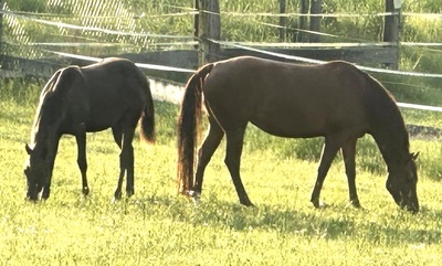 Choosey Solution, Quarter Horse Fohlen - Stute