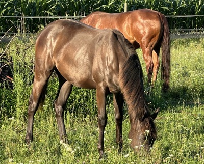 Choosey Solution, Quarter Horse Fohlen - Stute