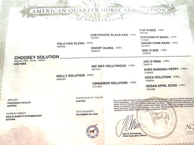 Choosey Solution, Quarter Horse Fohlen - Stute