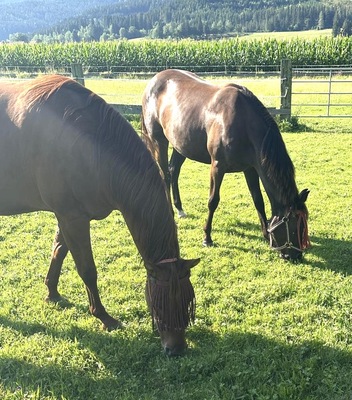 Choosey Solution, Quarter Horse Fohlen - Stute