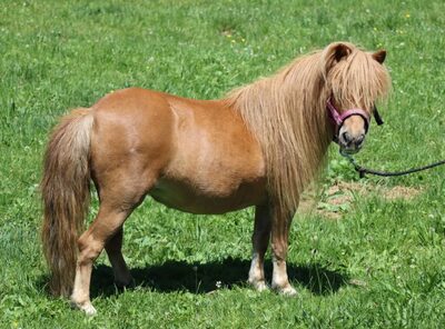 Cindy v. d. Runrot, Shetland Pony - Stute 11