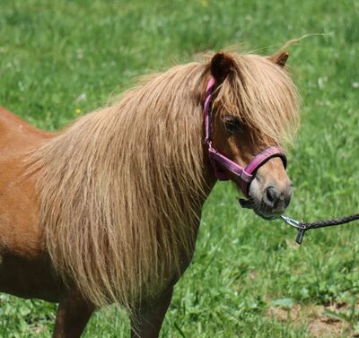 Cindy v. d. Runrot, Shetland Pony - Stute 12