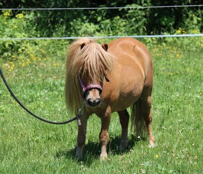 Cindy v. d. Runrot, Shetland Pony - Stute