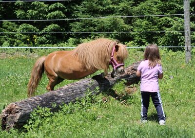 Cindy v. d. Runrot, Shetland Pony - Stute 15