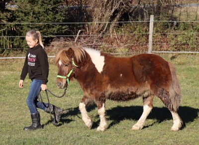 Daan, Shetland Pony - Wallach 2