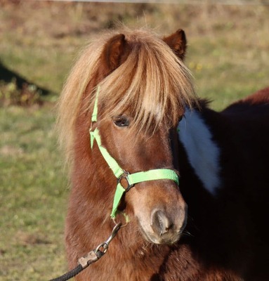 Daan, Shetland Pony - Wallach 3