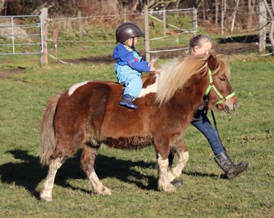 Daan, Shetland Pony - Wallach 4