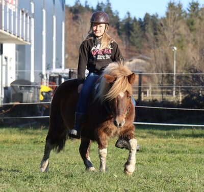 Daan, Shetland Pony - Wallach