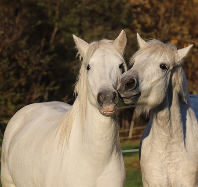 Die weißen Perlen von Südfrankreich, Camargue Pferd - Wallach
