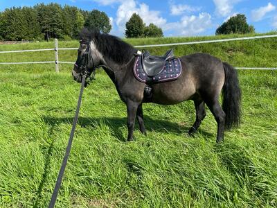 Emir, Shetland Pony - Wallach 1