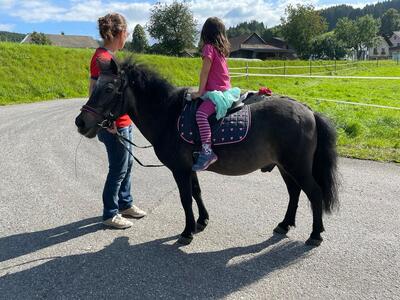Emir, Shetland Pony - Wallach