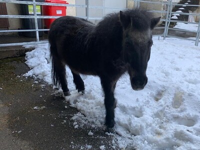 Emir, Shetland Pony - Wallach
