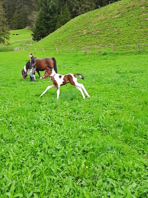 FAMOUS MOON POCO, Paint Horse Fohlen - Hengst