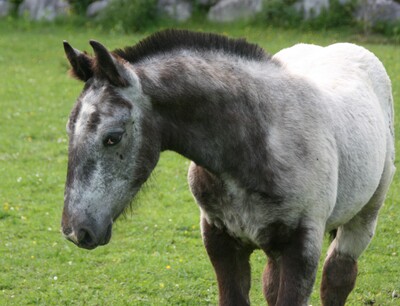 Findus Elmar, Noriker Fohlen - Hengst