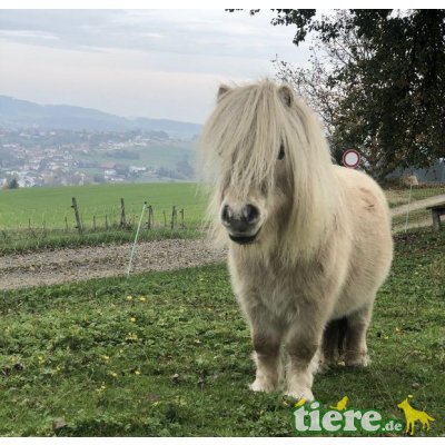 GOLDI, Minishetlandpony - Hengst