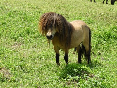 Iota, Minishetlandpony - Hengst
