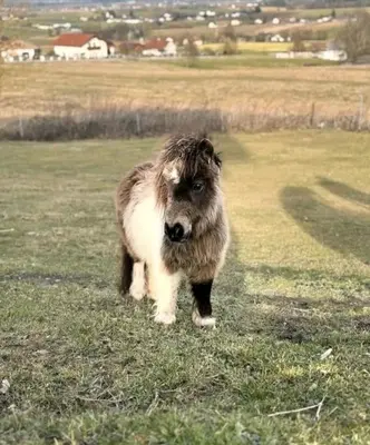 Ivan, Minishetlandpony - Hengst