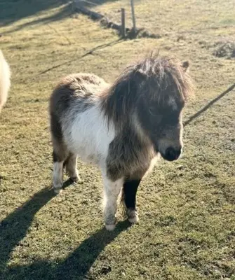 Ivan, Minishetlandpony - Hengst