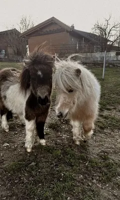Ivan, Minishetlandpony - Hengst