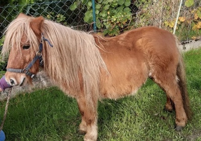 Joi, Minishetlandpony - Stute