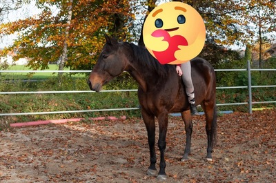 Korona, Warmblut - Wallach 1